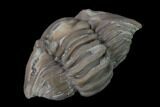 Wide Enrolled Flexicalymene Trilobite - Mt Orab, Ohio #137487-1